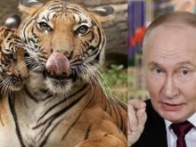 Путин подари четири тигъра на Казахстан