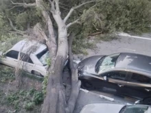 Огромно дърво се стовари върху три паркирани автомобила в Асеновград