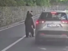 Български футболен шеф оцеля като по чудо след нападение от мечка в Румъния