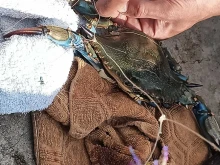 Нашествие или екзотика? Изненадващ син улов в морето разпали мрежата