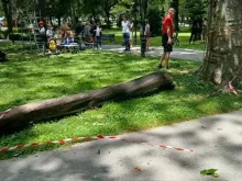 Изгнило дърво рухна на метри от деца и родители в Пловдив