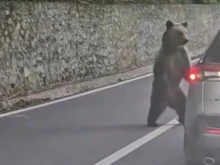Българинът, нападнат от мечка в Румъния: Опита се да ме извади от колата