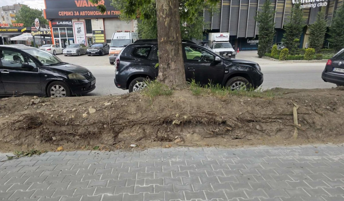 Инвеститор ремонтира тротоар, но остави корените на три красиви чинара във въздуха