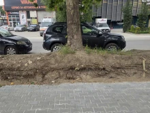 Инвеститор ремонтира тротоар, но остави корените на три красиви чинара във въздуха
