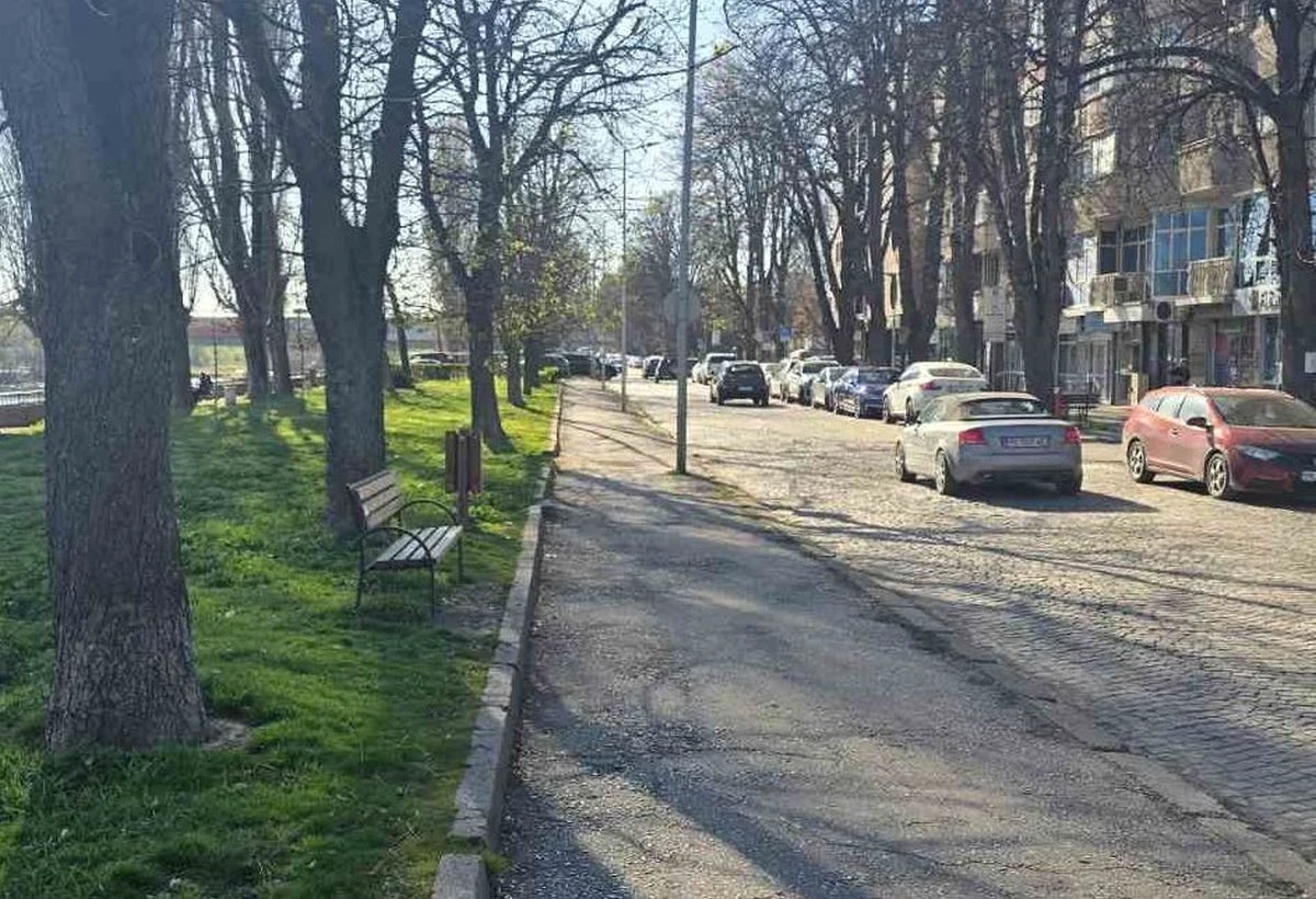 В Пловдив премахват спешно тополи от миналия век