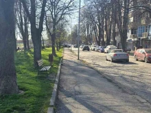 В Пловдив премахват спешно тополи от миналия век