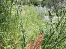Глас от Асеновград: Гробищата са напълно занемарени