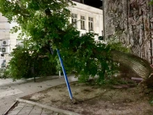 Огромно дърво падна в центъра на Русе