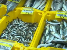 Морето ври от сафрид, рибарите продават улова си за стотинки