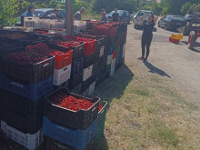 Черешовата кампания в Кюстендил започна при цена от 0,80 евро за килограм