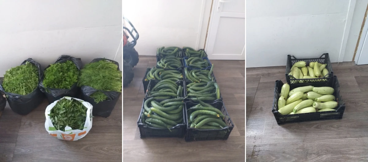 С много грижа и внимание първата за годината реколта от