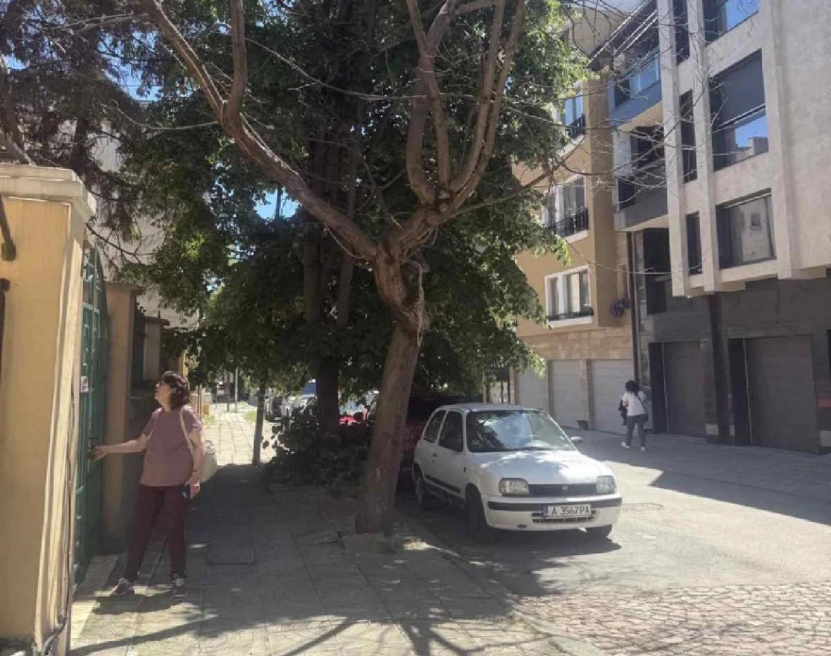 Община Бургас започна подмяната на стари и опасни дървета по