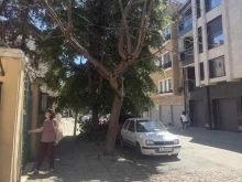 Нови дървета на мястото на опасните по ул. "Оборище" в Бургас