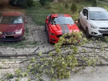 Камера засне как голям клон изведнъж пада върху автомобил в Пловдив