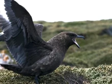 Австралия потвърди първи случай на птичи грип H5N1