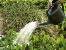 Забраниха ползването на питейна вода за поливане в Кюстендил