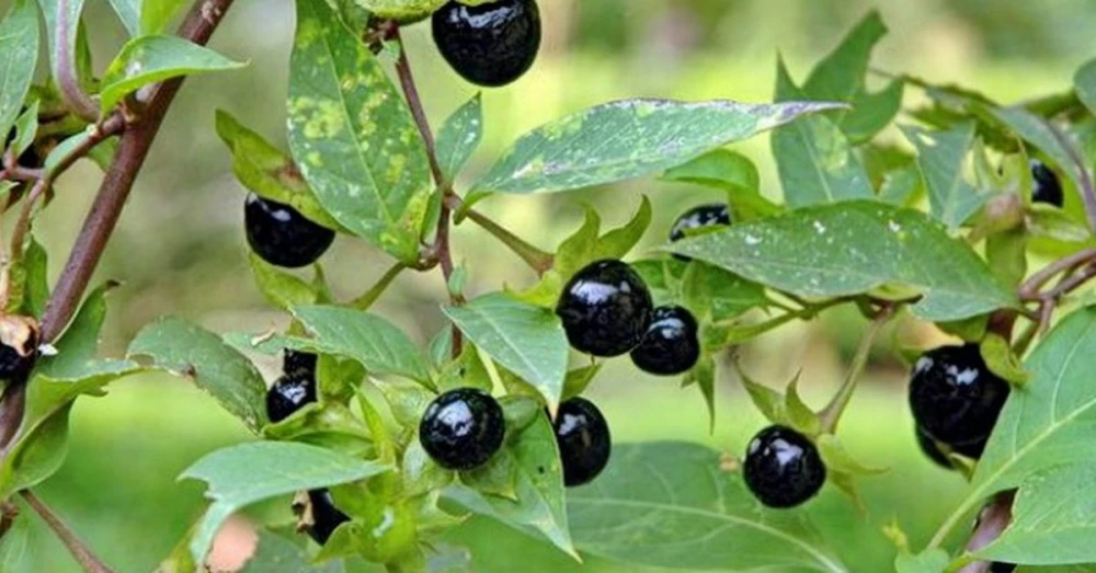 Лудо биле