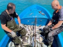 България въвежда за първи път отглеждането на пъстърва в морски садки