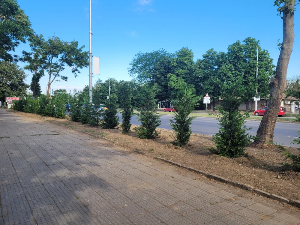 Туите вече са засадени