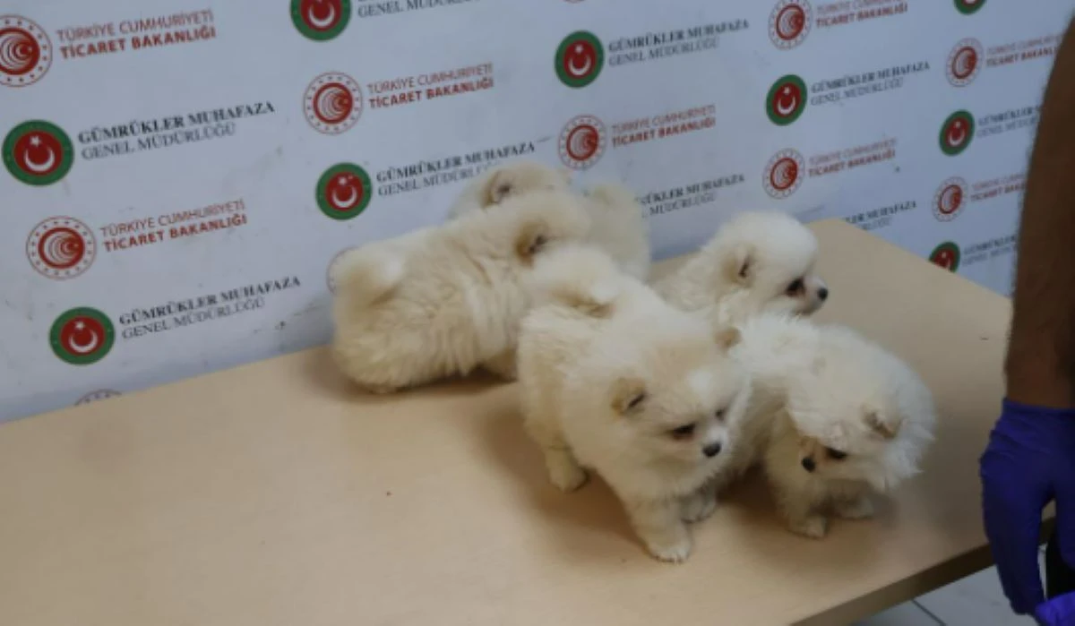 Задържаха 6 кученца от породата Померан на митническия пункт Капикуле