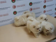 Турските власти конфискуваха незаконно внасяни померани на Капикуле 