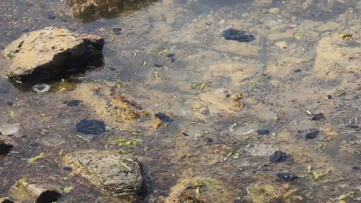 Ситуацията по морето с мазута е изключително неприятна Това не