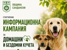 Община Сандански стартира информационна кампания за отговорното отглеждане на домашни кучета и грижата за безстопанствените животни