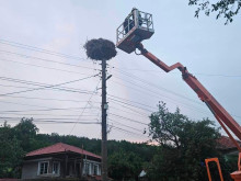 Пожарникари спасиха паднало щъркелче в село Николово