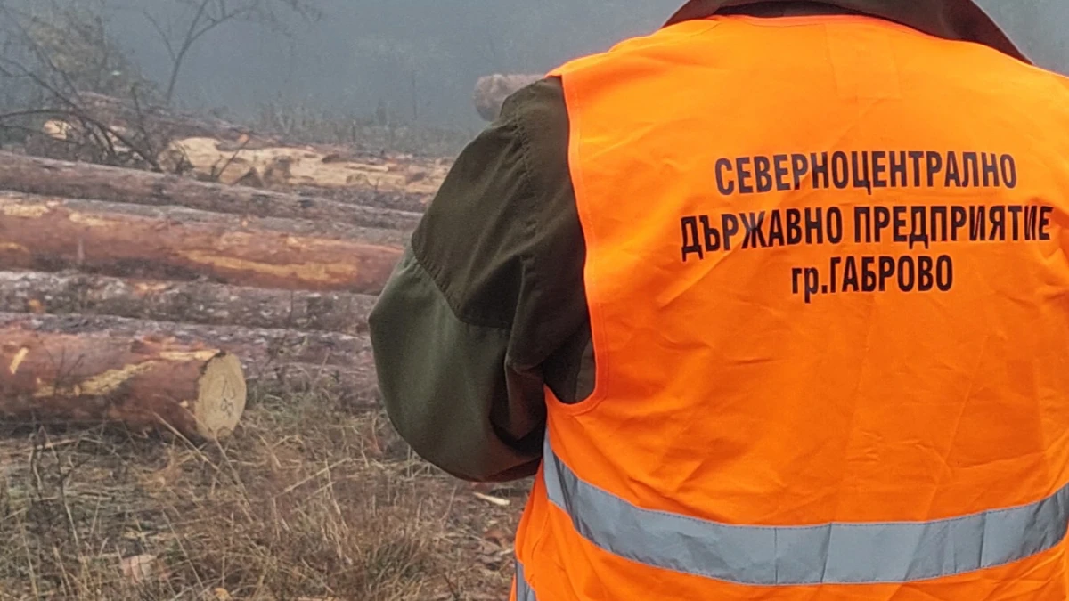 141 акта за административни нарушения по Закона за горите и