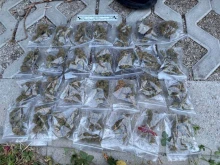 18-годишен е задържан с над 150 грама наркотици в столичния квартал "Люлин"