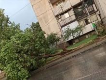 Страшна буря в Петрич: Вятърът изкоренява дървета