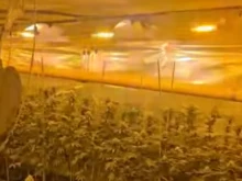 МВР с удар: Разбиха наркооранжерия с различни видове субстанции в Пловдивско