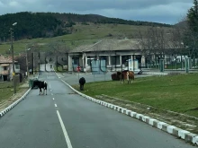 Потушен е пожарът в село Сърница