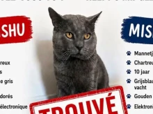 Котка, изчезнала при полет, беше намерена след 17 дни