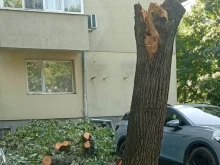 Премахват четири опасни дървета в центъра на Варна