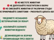Превантивни мерки срещу шарка по овцете и козите в Нова Загора