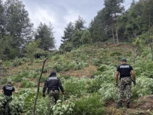 Прокуратурата в Благоевград разследва отглеждането на над 3215 кг марихуана в землището на с. Сугарево