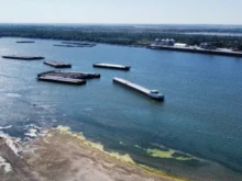 Експерти: Ниските нива на водата при Дунав влияят на екосистемата