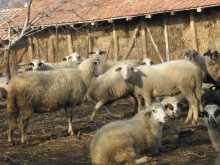 Установиха огнище на шарка по овцете и козите в Петричко