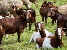 БАБХ констатира огнище на шарка по овцете и козите в село Миладиново, област Кърджали