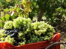 Гроздоберът в Гоцеделчевско започва от 19 септември