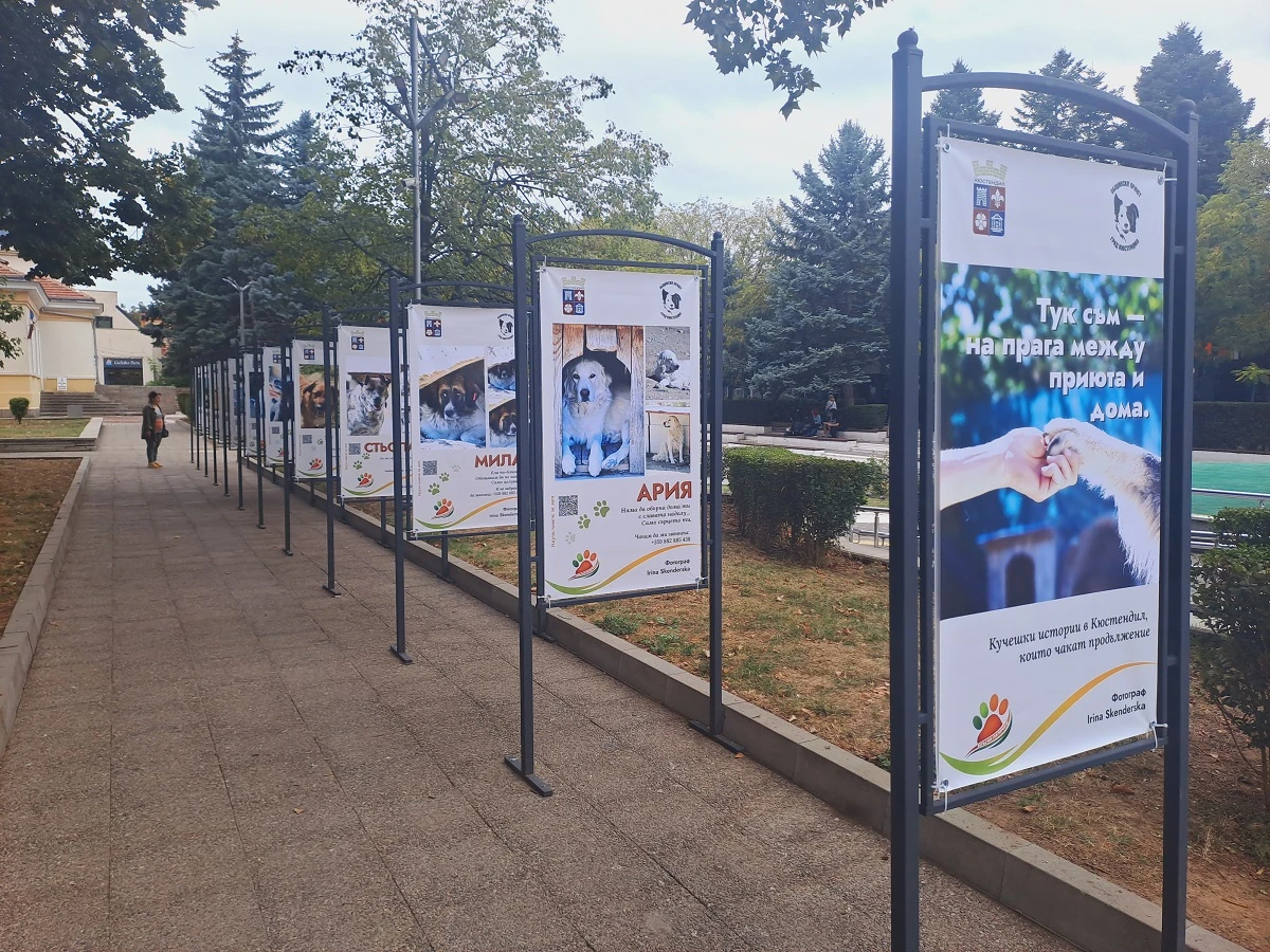 Кучета търсят дом в Кюстендил на Празника на плодородието