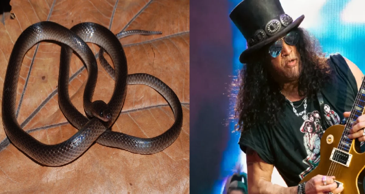 Учени кръстиха нов вид змия на легендата на "Guns N' Roses" Слаш