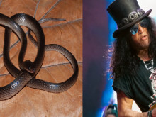 Учени кръстиха нов вид змия на легендата на "Guns N' Roses" Слаш