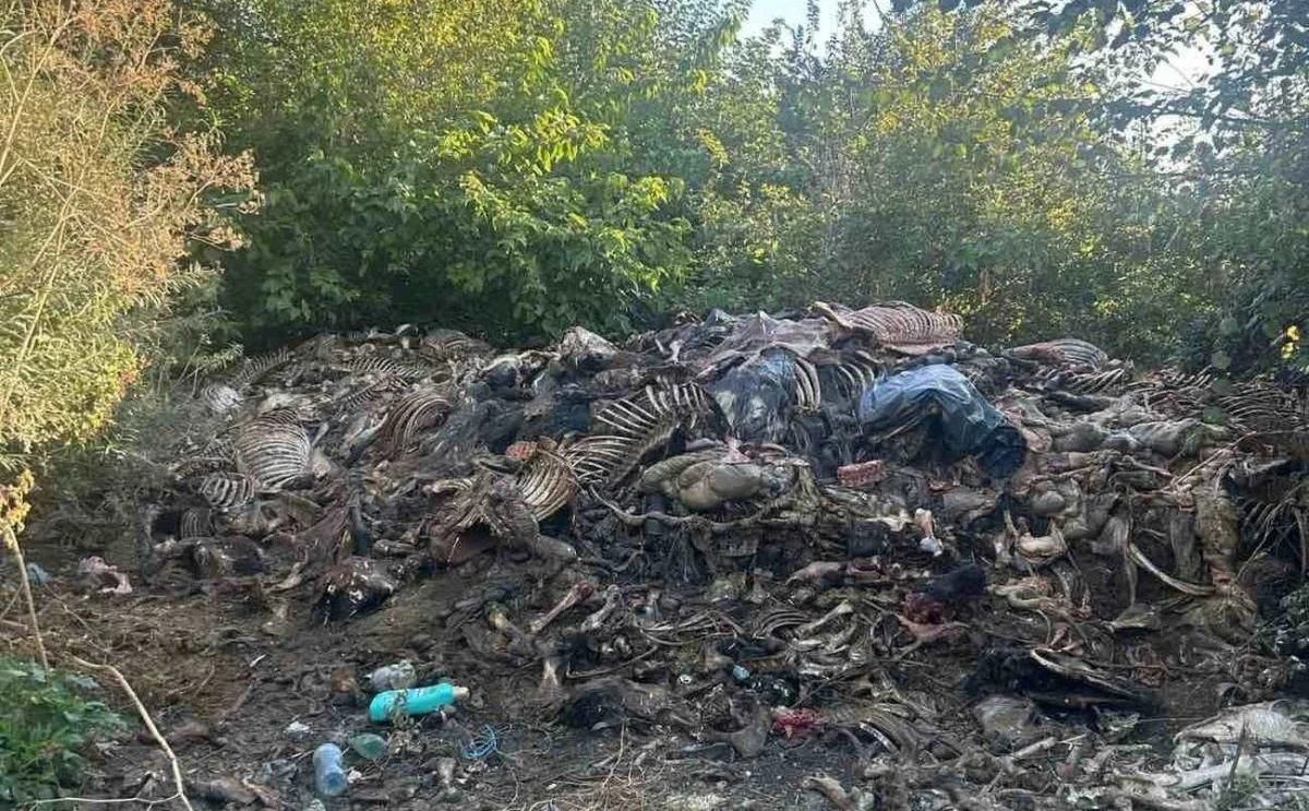 Разкриха незаконно клане на коне край Сливен