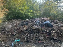 Разкриха незаконно клане на коне край Сливен