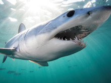 ���� ���������� ��������� ������������� ��� �� ���-�������� ������� �� �������