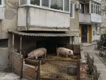 Безобразие: Отглеждат си прасета пред блока в благоевградския квартал "Еленово"