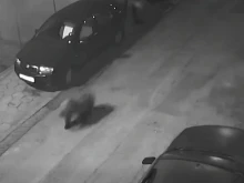 Камера засне как мече се разхожда по улица в Благоевград