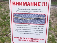 Опасен вредител под прицел! Стара Загора обработва нови зелени зони